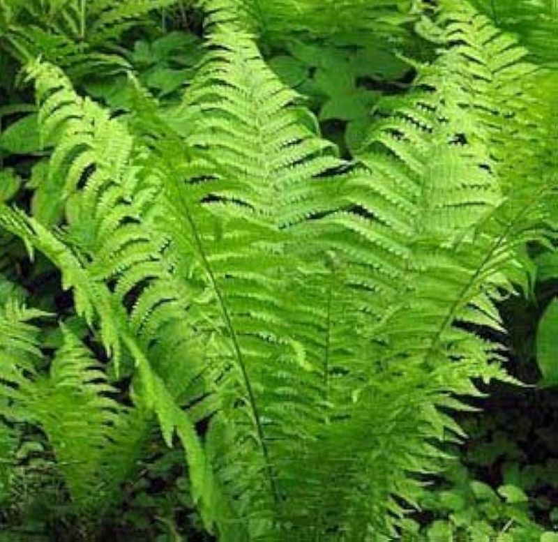 Ferns