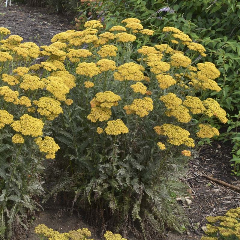 Yarrow