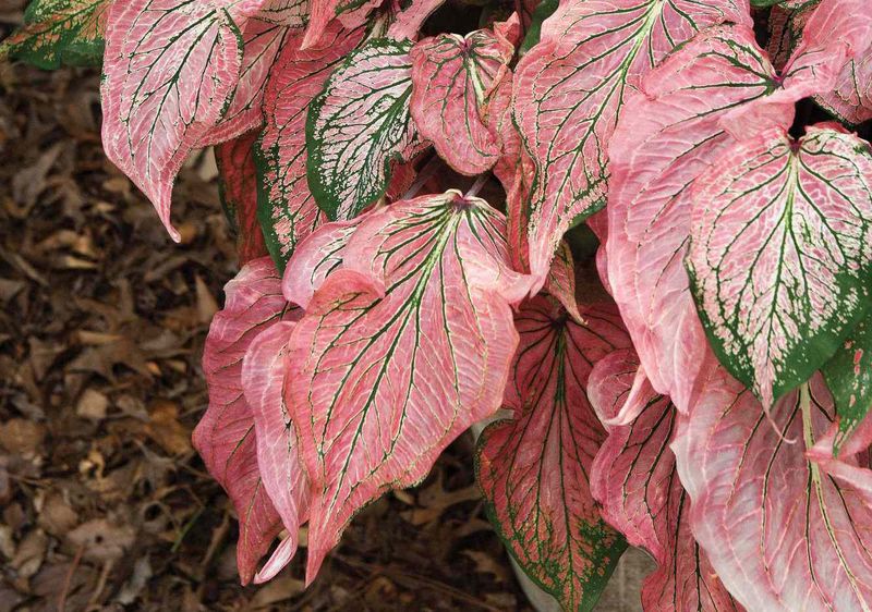 Caladiums: Tropical Color Without the Commitment