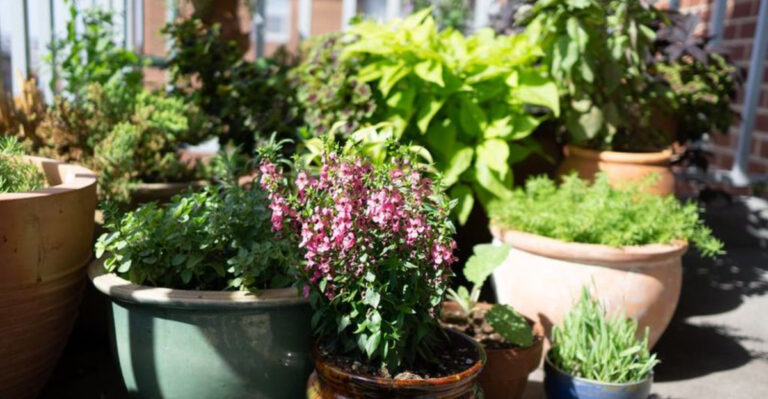 How New Yorkers Are Growing Mini-Farms on Fire Escapes