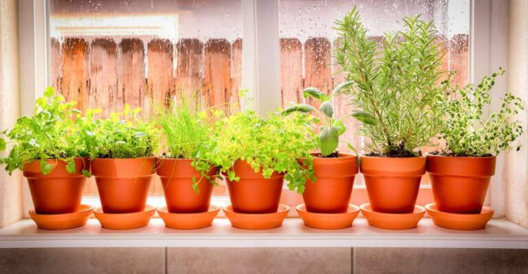 How to Grow Herbs in Washington D.C. Urban Spaces