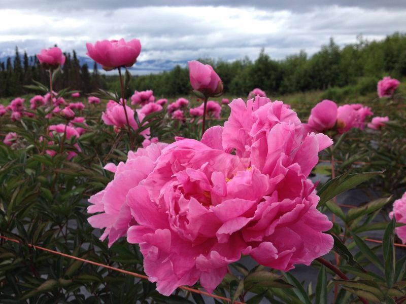 Choosing the Right Peony Varieties