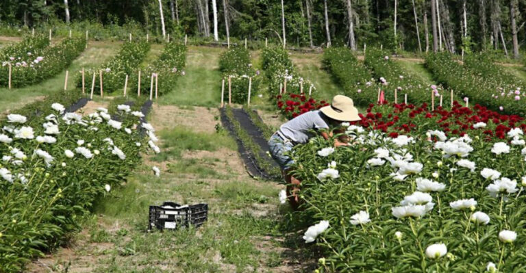 How to Grow Peonies in Alaska’s Short Summer Season