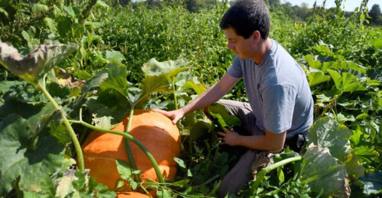 How to Grow Pumpkins in Ohio for Fall