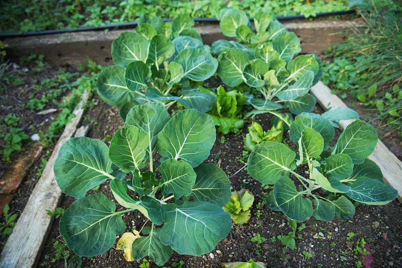 Embracing Frost-Resistant Vegetables