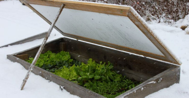 How to Protect Your Garden from Harsh Winters in Maine