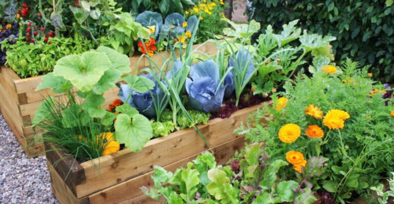 How to Start a Raised Bed Garden in Colorado’s Short Growing Season