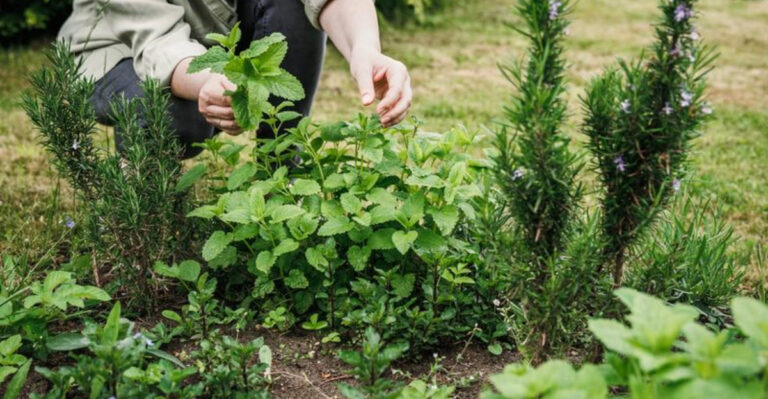 How to Start a Successful Herb Garden in South Carolina