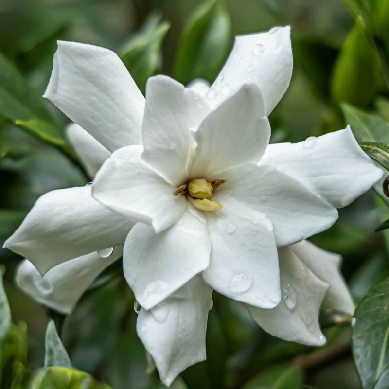 Gardenias: Fragrance That Stops Traffic
