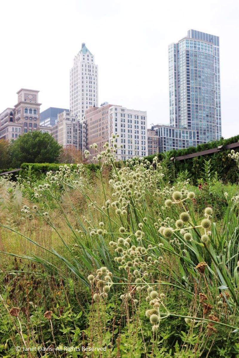 Native Prairie Grasses Transform City Landscapes