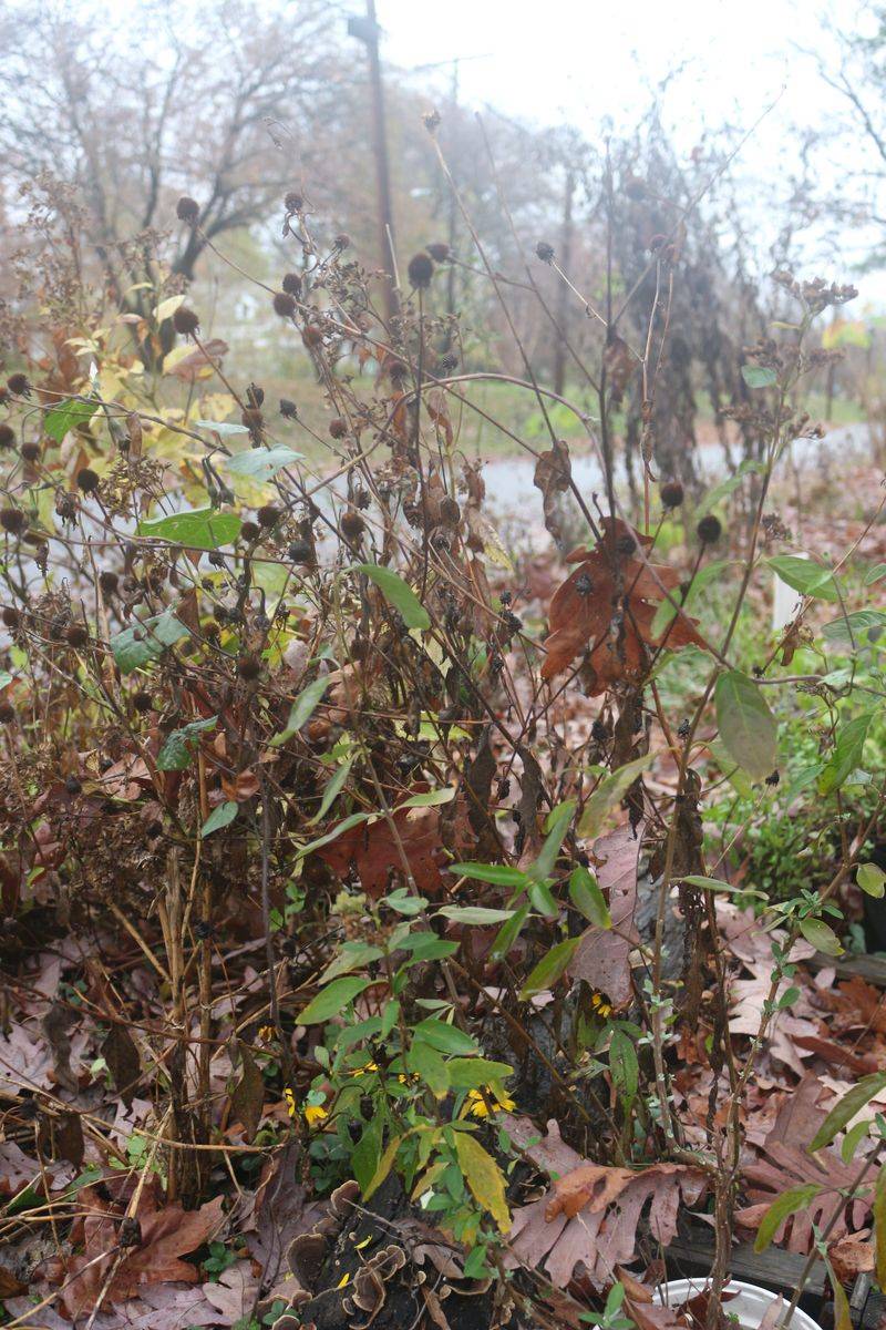 Leave Garden Areas Undisturbed