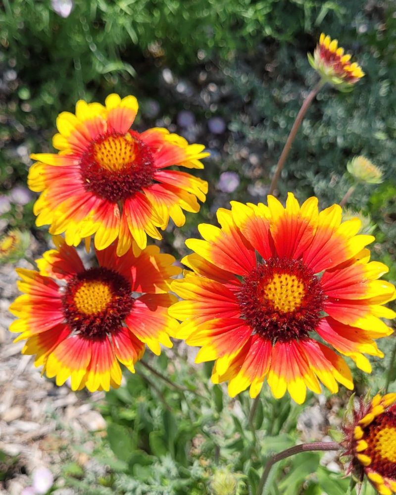 Grow Vibrant Blanket Flowers