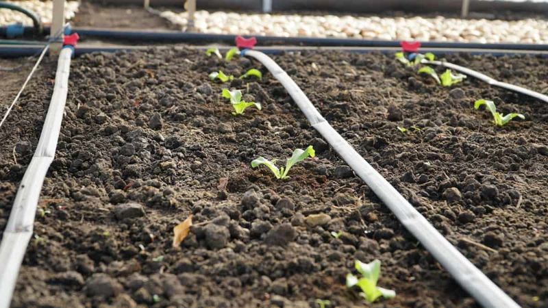 Ensuring Adequate Watering Practices