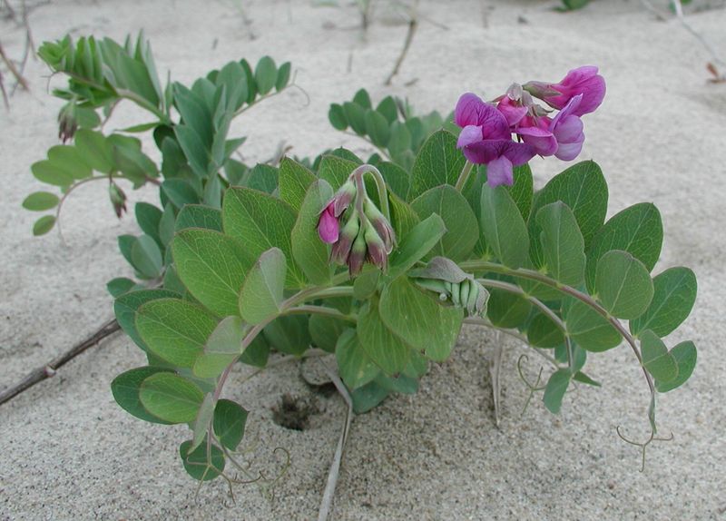 Beach Pea (Lathyrus japonicus)