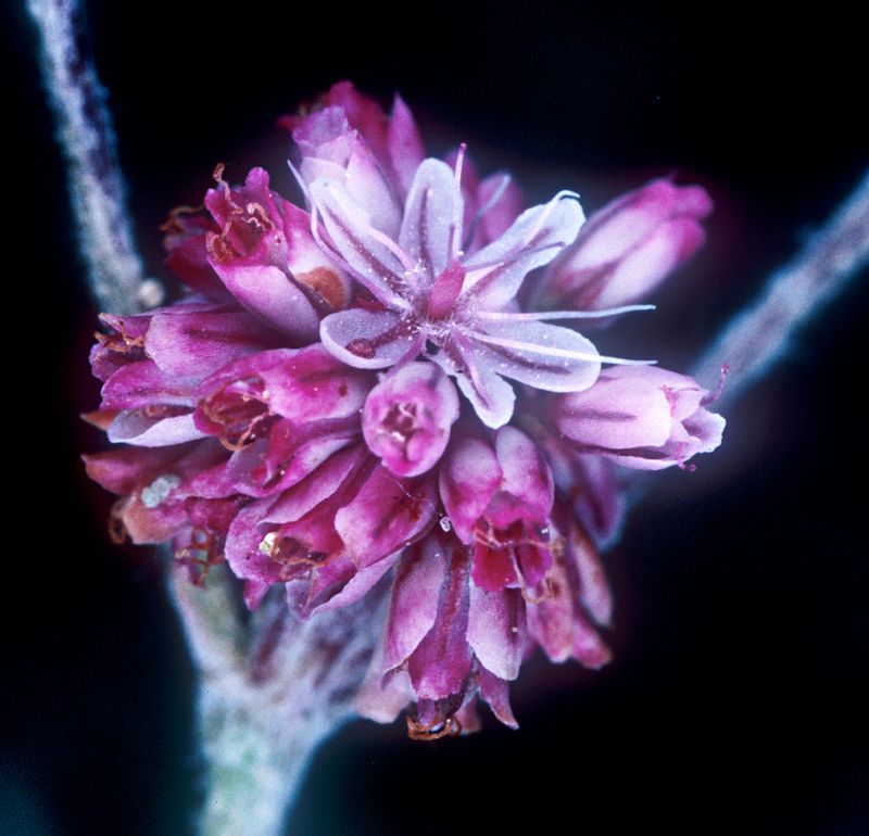 Mount Diablo Buckwheat (Eriogonum truncatum)
