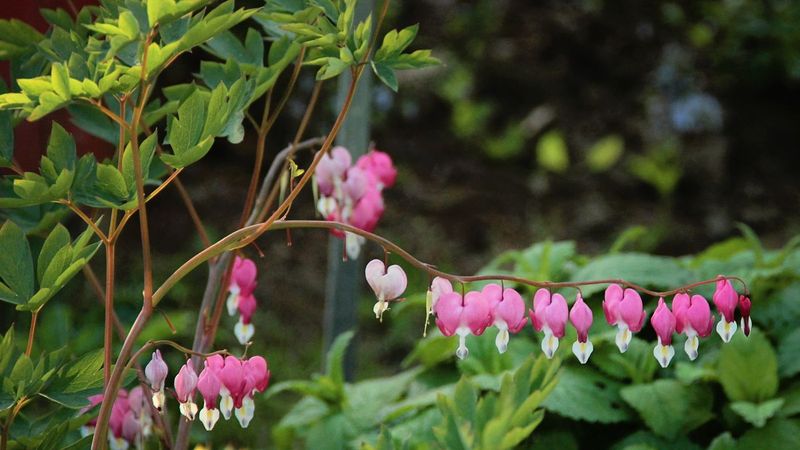 Bleeding Heart