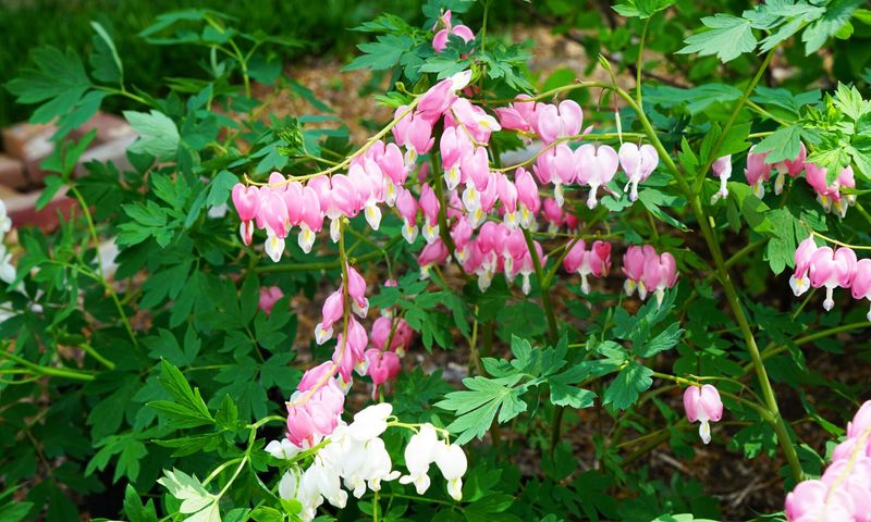 Bleeding Heart
