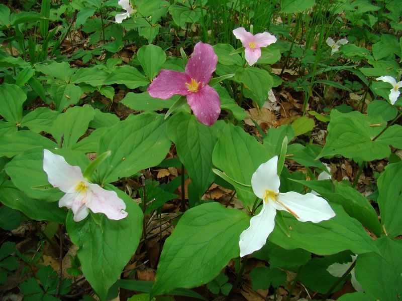Trillium