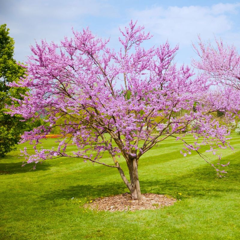 Eastern Redbud