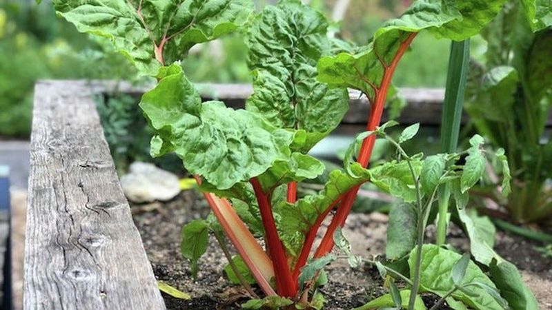 Swiss Chard