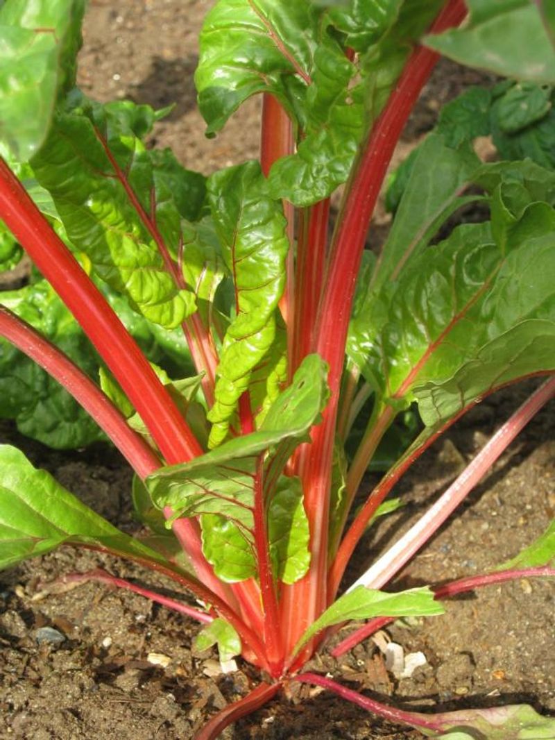 Swiss Chard