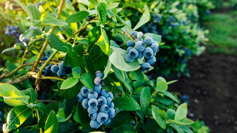 Blueberry Bush