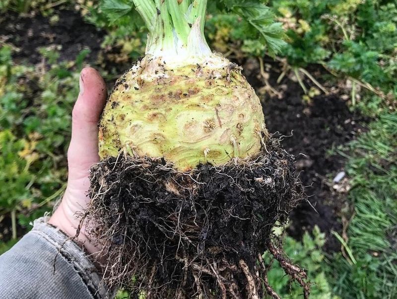 Celeriac