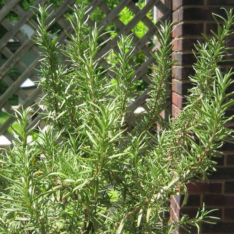 Rosemary