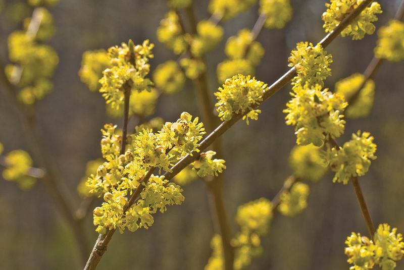 Spicebush for Shady Spots