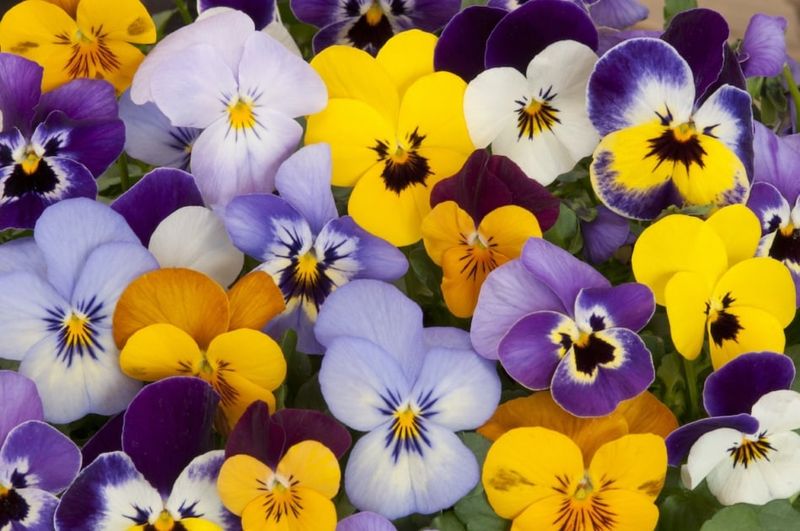 Pansies: Cool Weather Champions