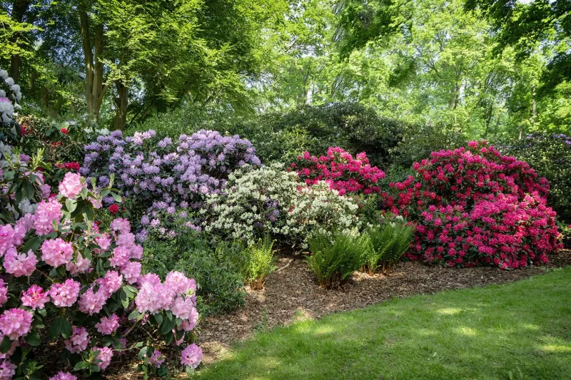 Spring Flowering Shrub Timing