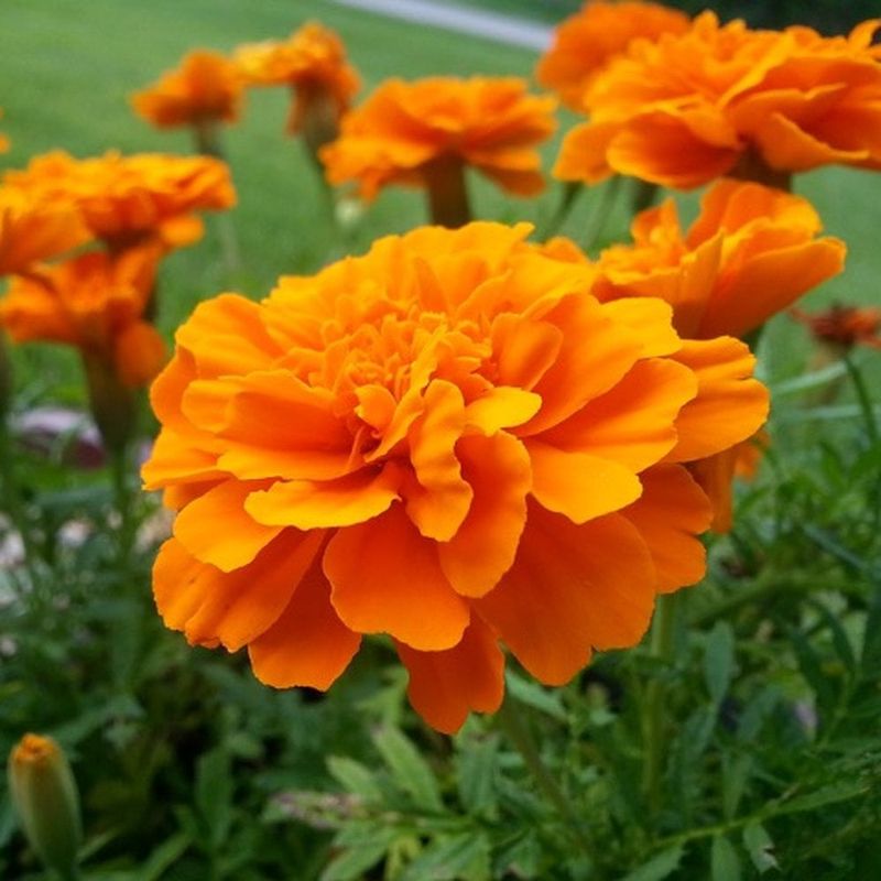 Marigolds