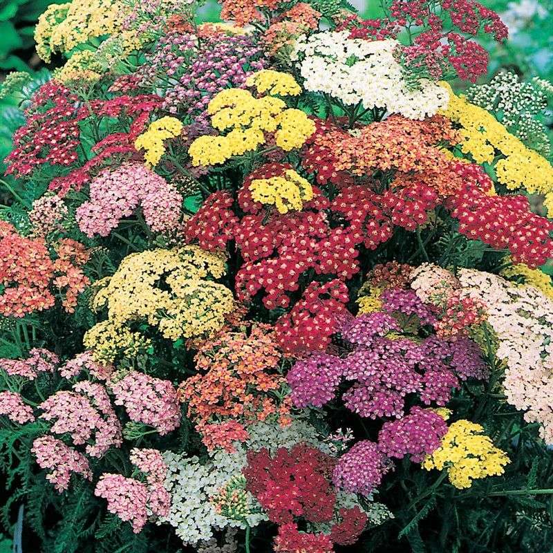 Yarrow