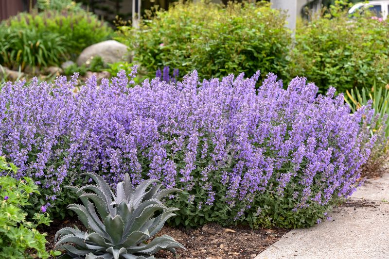 Catmint (Nepeta)