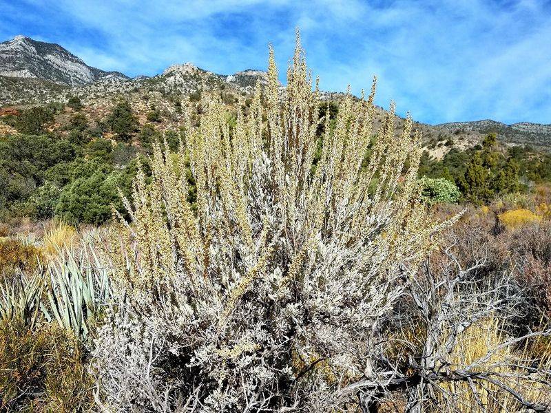 Sagebrush