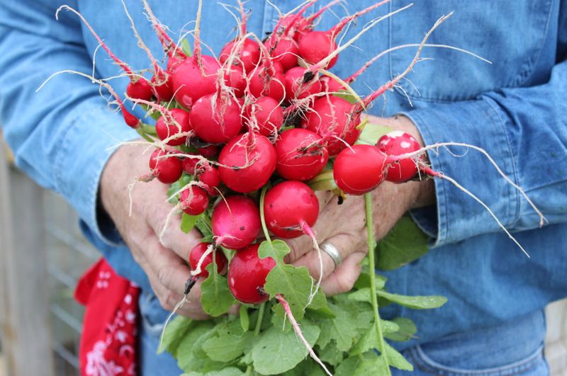 Radishes