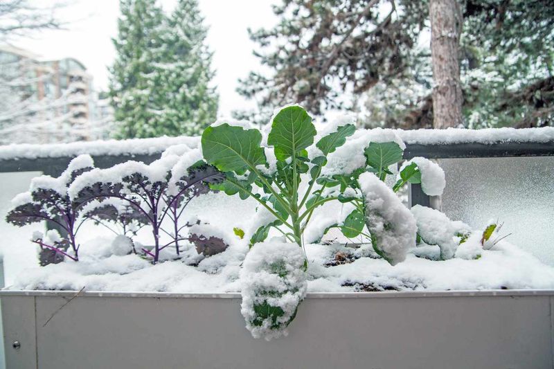 Kale - The Frost-Fighting Superfood