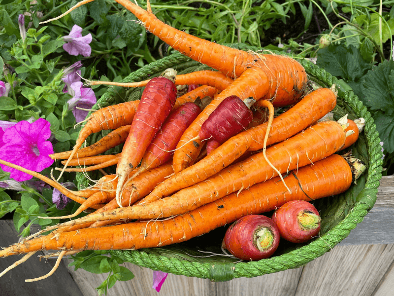 Carrots - Underground Orange Treasures