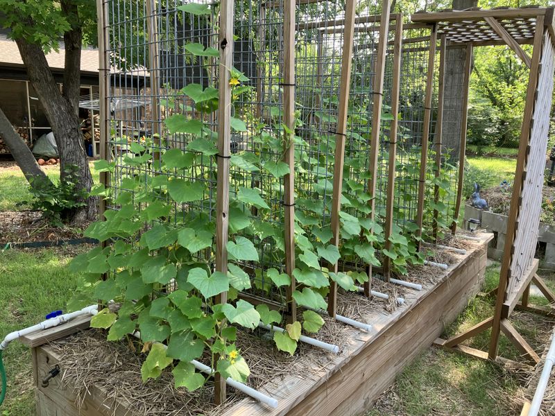 Cucumbers