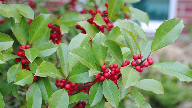 American Holly