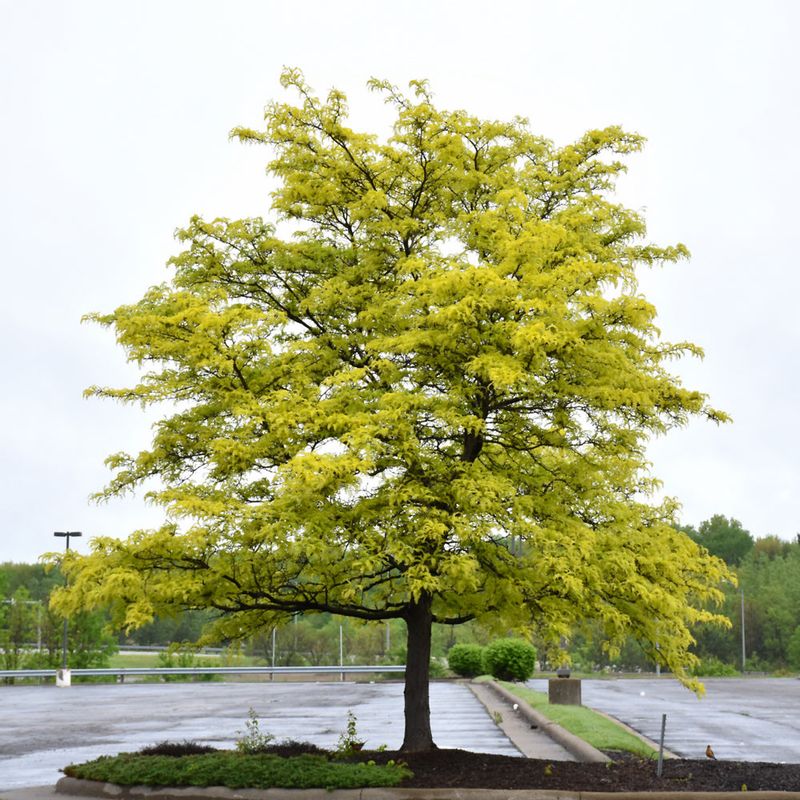 Honeylocust