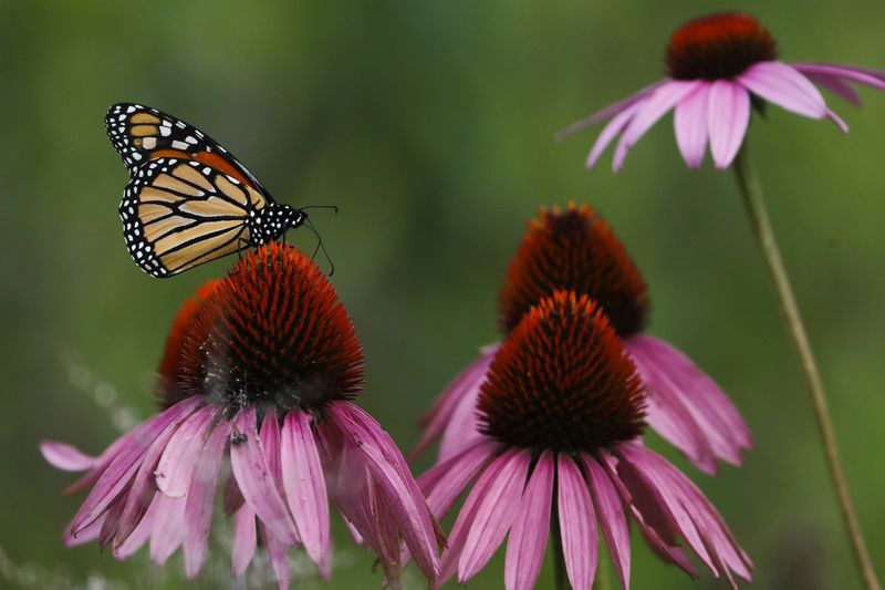 Purple Coneflowers Bring Butterflies to Urban Gardens