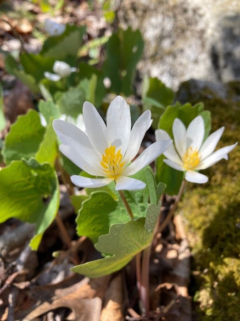Bloodroot