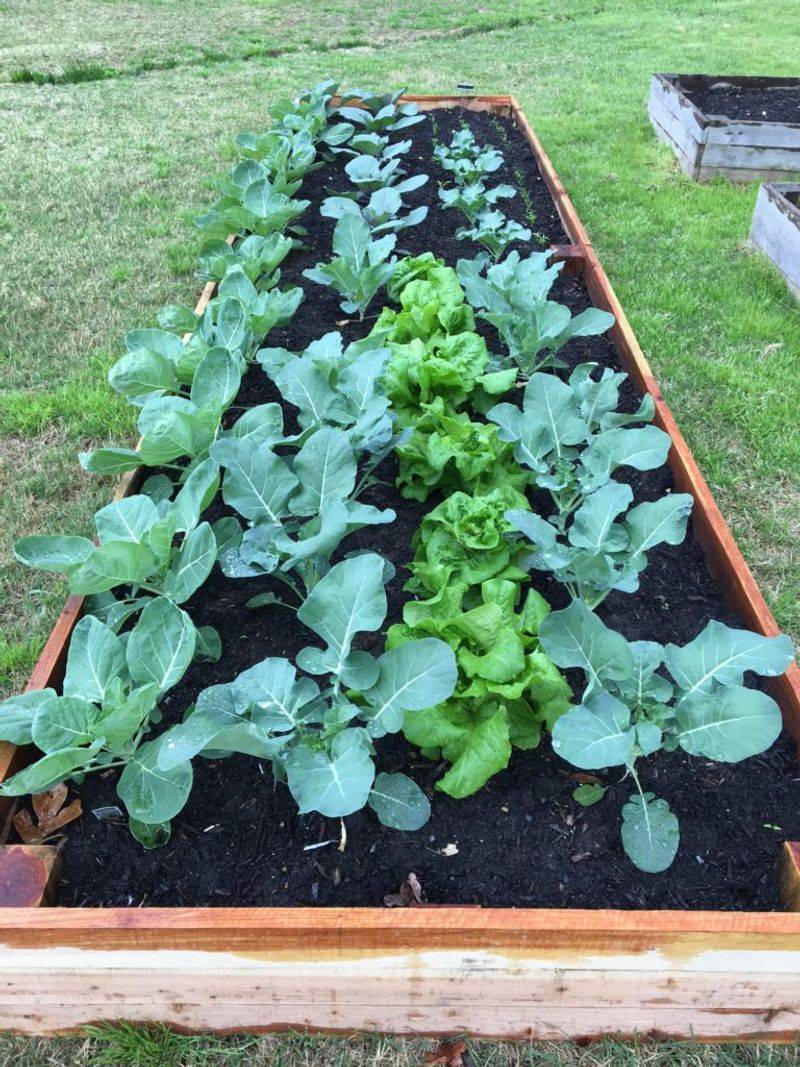 Choose Fast-Growing, Cold-Hardy Vegetables