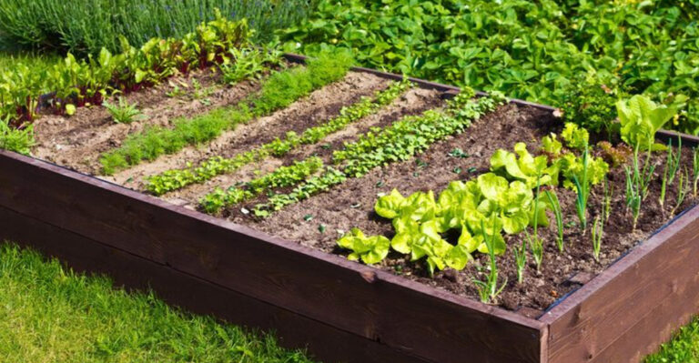 Maine Gardeners’ Tips for Growing Produce in Short Seasons