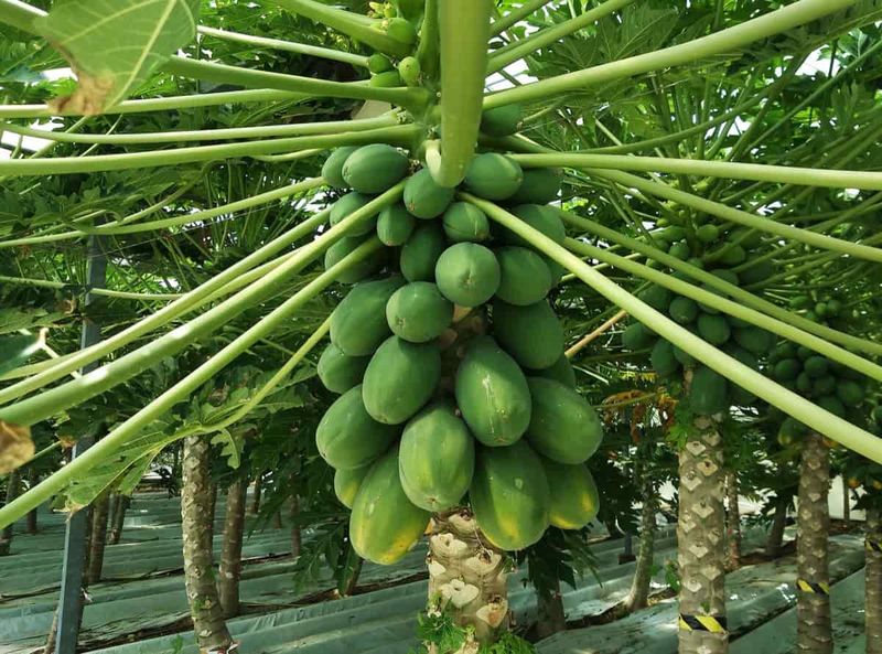 Papaya