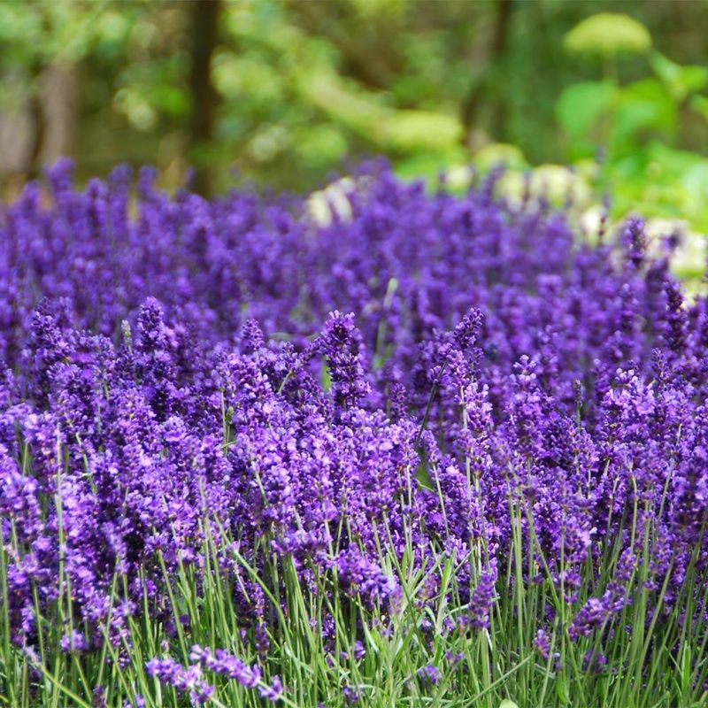Lavender: Sweet Scents That Mosquitoes Hate