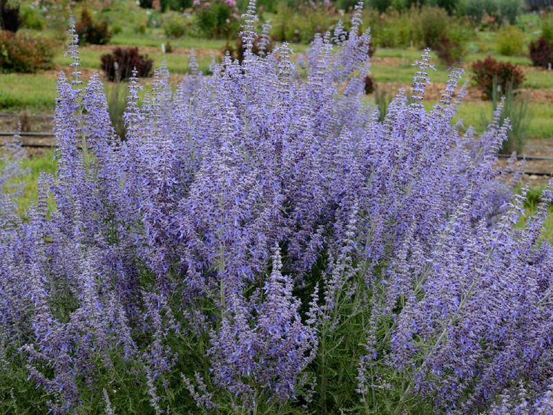 Russian Sage