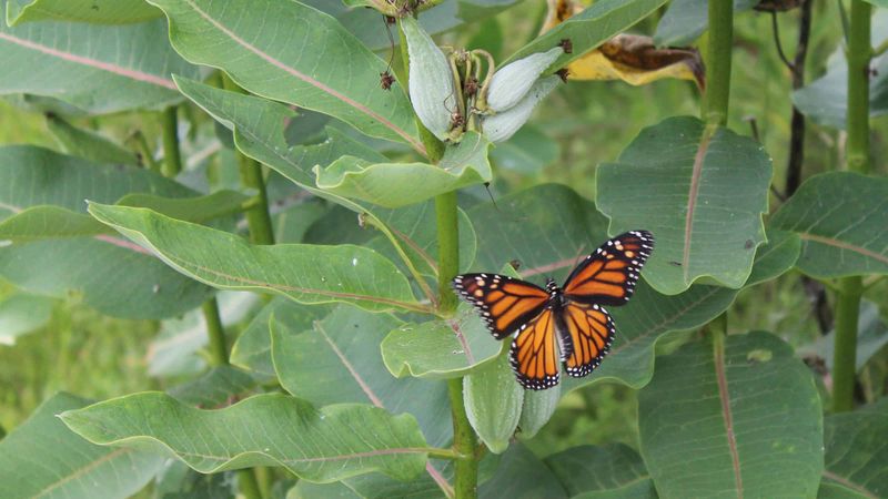 Milkweed Meadows