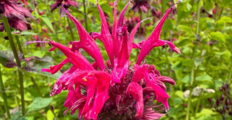 Massachusetts Yards Are Going Wild—And This Native Plant Movement Is Behind It